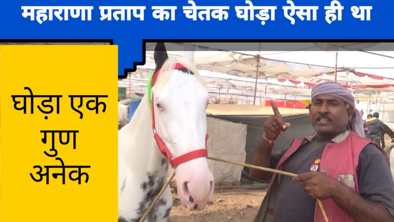 सारंगखेड़ा मेले में आया महाराणा प्रताप के चेतक जैसा घोड़ा!!