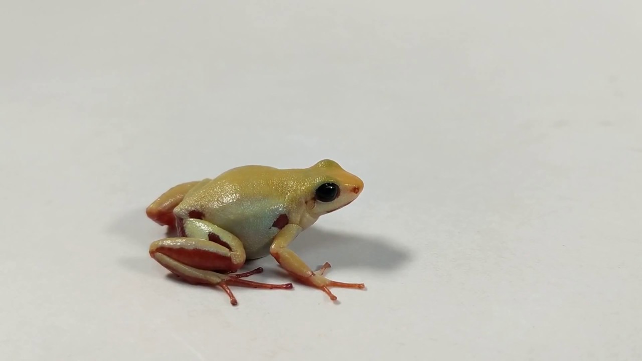 Epipedobates anthonyi
