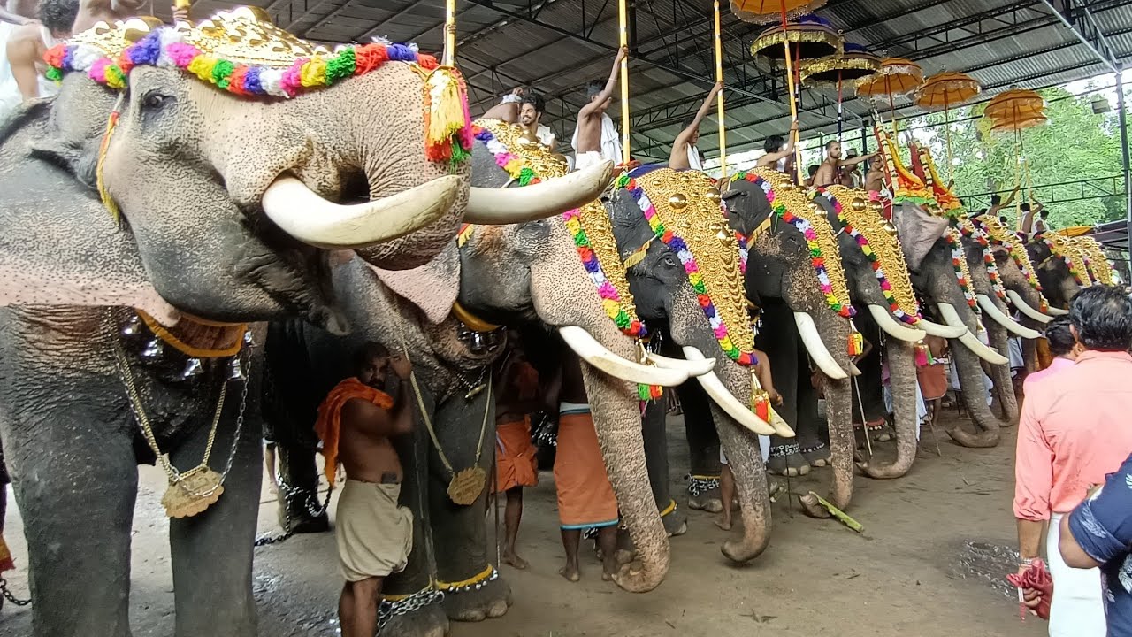 Kerala 🐘 Elephants at Thuravoor Ulsavam 2019
