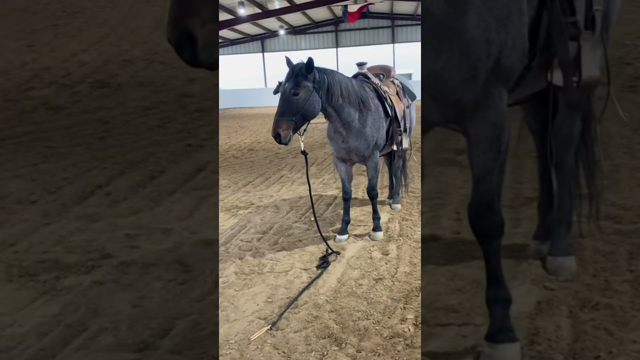Teach your horse to ground tie, you&rsquo;ll be glad you did. #basichorsestuff #rosehorsemanship