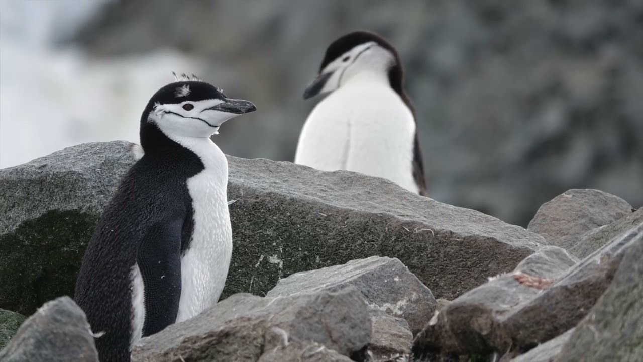 ANTARCTICA 2026, DEPARTURE FROM USHUAIA, DRAKE PASSAGE & THE FIRST LANDING AT FOYN HARBOUR