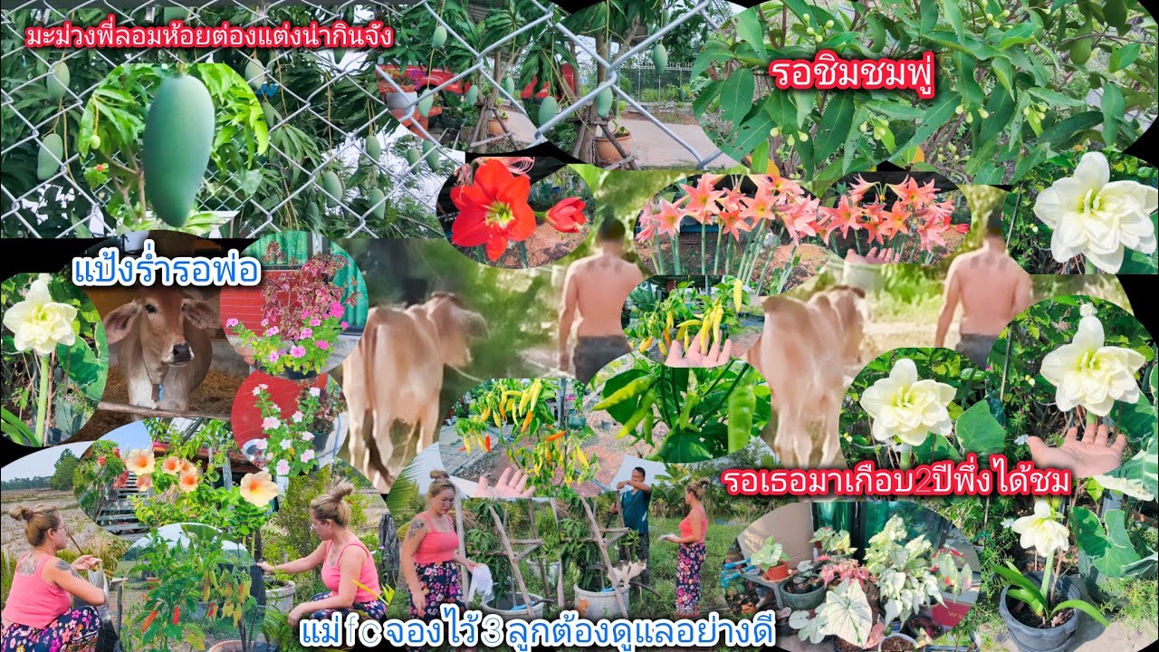 ห่อมะม่วงไว้ให้คุณแม่fc.ที่จองไว้3ลูก!ดูแลรอบสวนทำความสะอาด! มะม่วงพี่ลอมห้อยโตงเตงน่ากินมาก