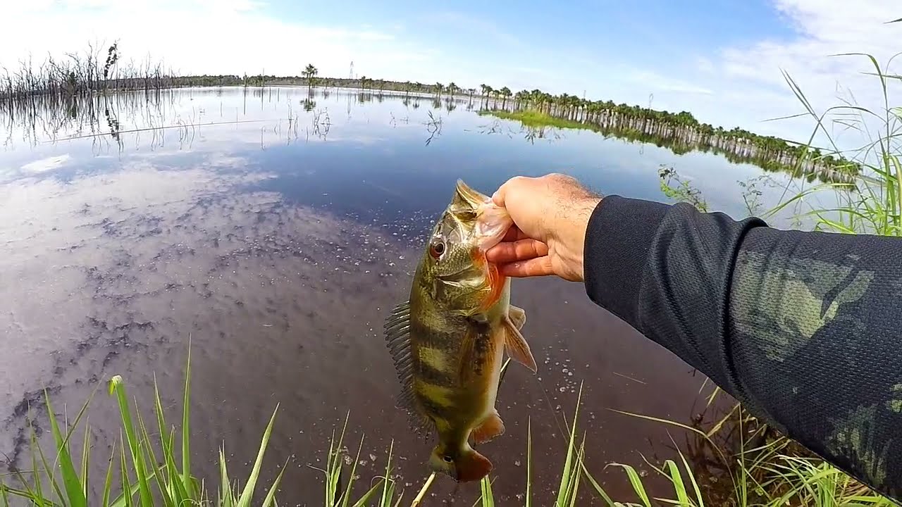 PESCARIA DE TUCUNARÉ COM LAMBARI VIVO