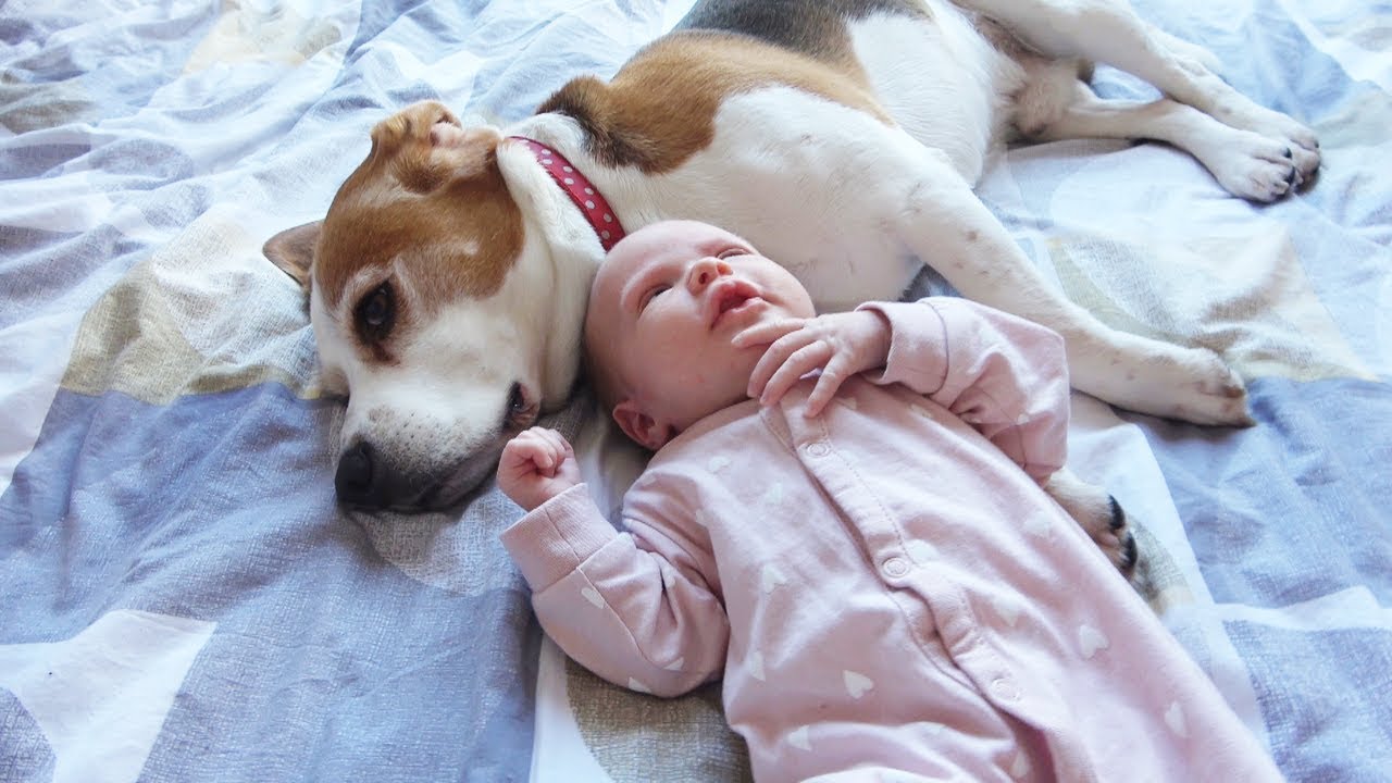 How protective beagle dogs can be with a newborn baby | | Our family first day with baby Amelia