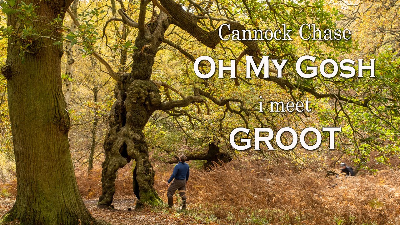 I meet Groot at Cannock Chase - Landscape Photography