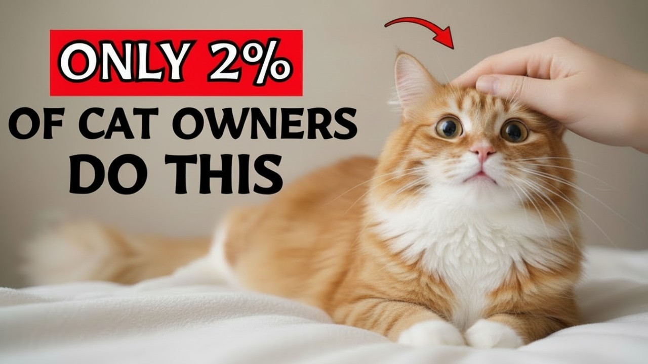 10 Things Cats Love - Are You in the 2% of Owners Who Actually Do This