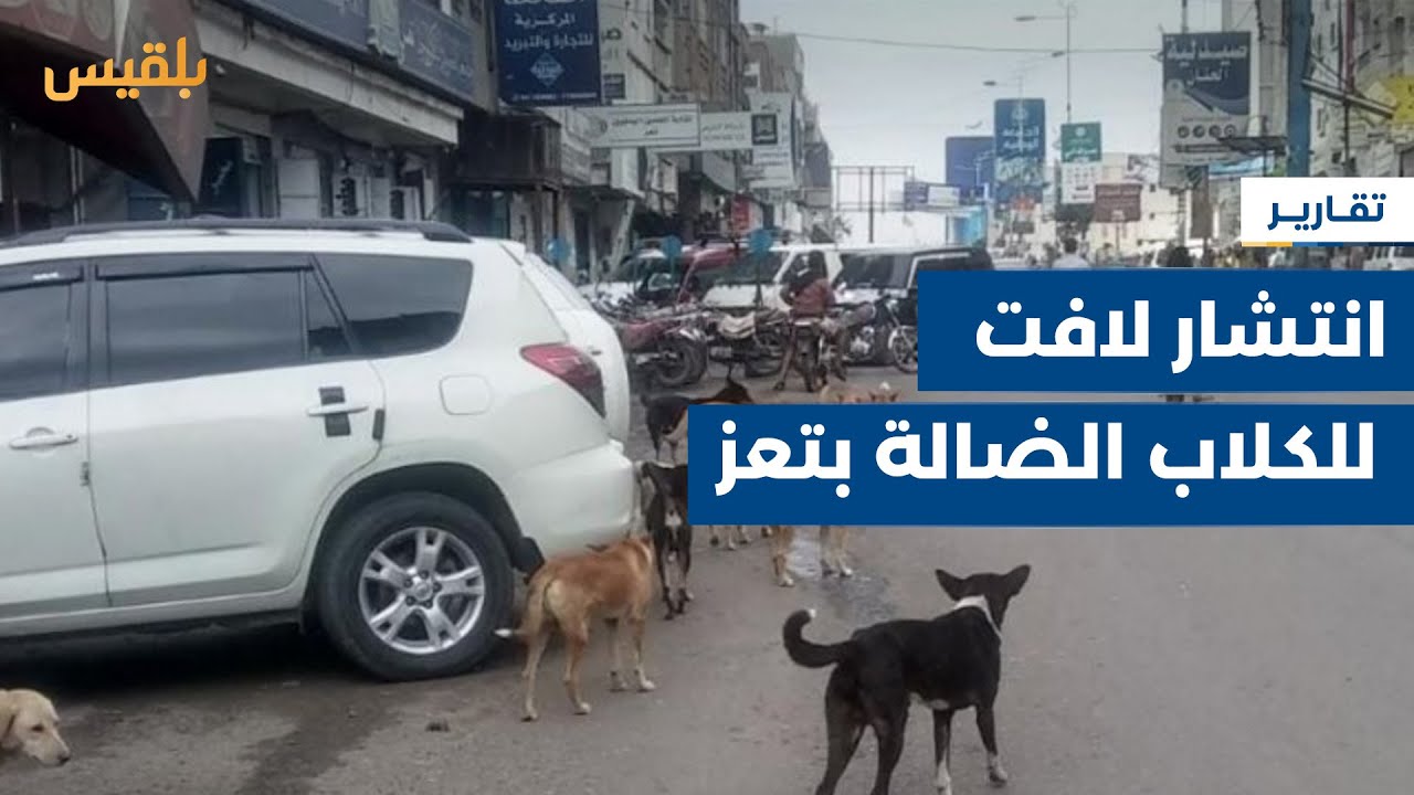 تعز.. انتشار لافت للكلاب الضالة في شوارع مدينة التربة يثير مخاوف السكان | تقرير: إبراهيم سعيد
