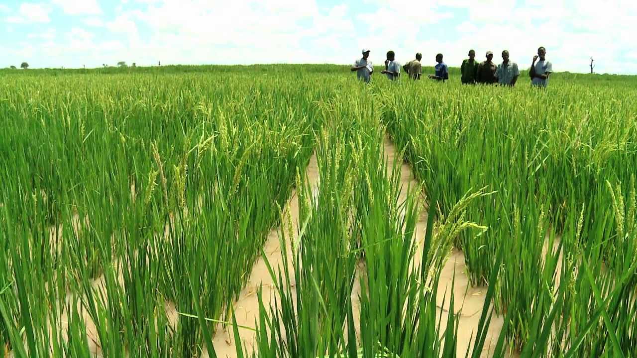 RLDP Rice_Helvetas_Tanzania_africareport.com