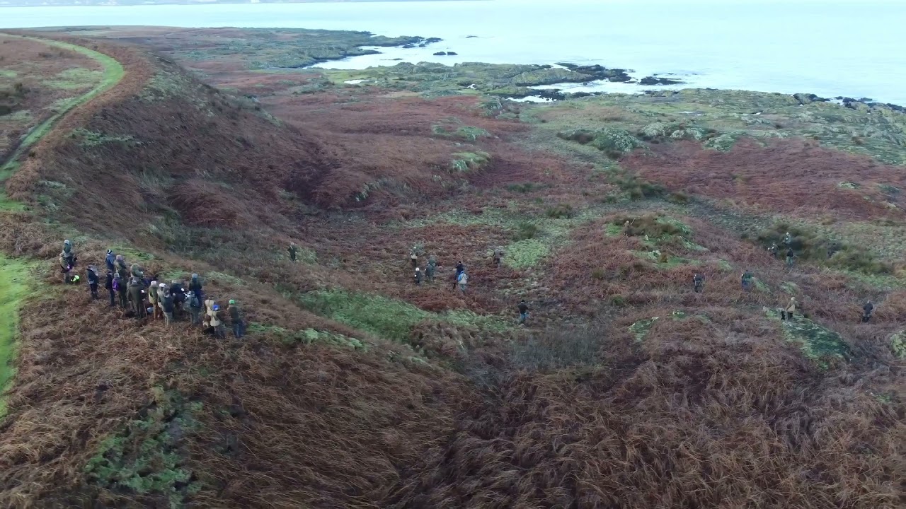 Irish cocker spaniel championship on the Copeland island 2021