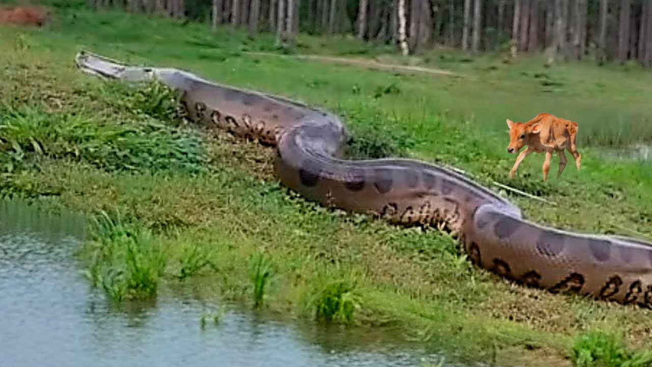 AS 6 MAIORES COBRAS J&Aacute; FILMADAS NO BRASIL - SUCURIS GIGANTES!