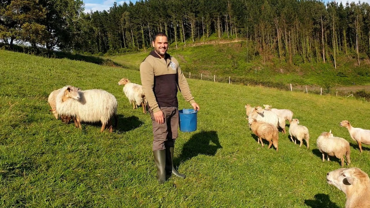 Waarom is deze schapenscheerder zo gek op schapen?