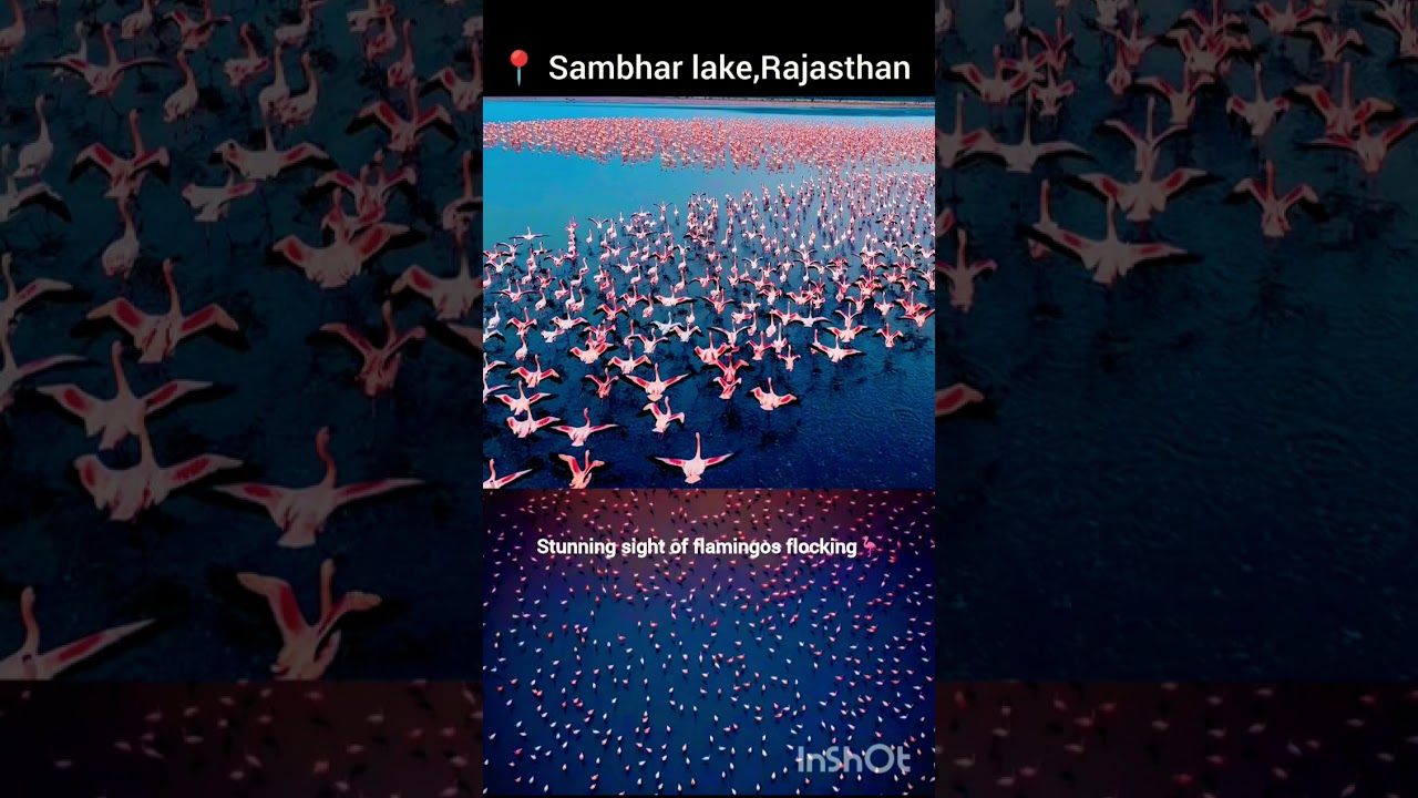 Sambhar Lake Rajasthan #saltlakecity#flamingo#rajasthan#news#environment#wildlife #birds#india