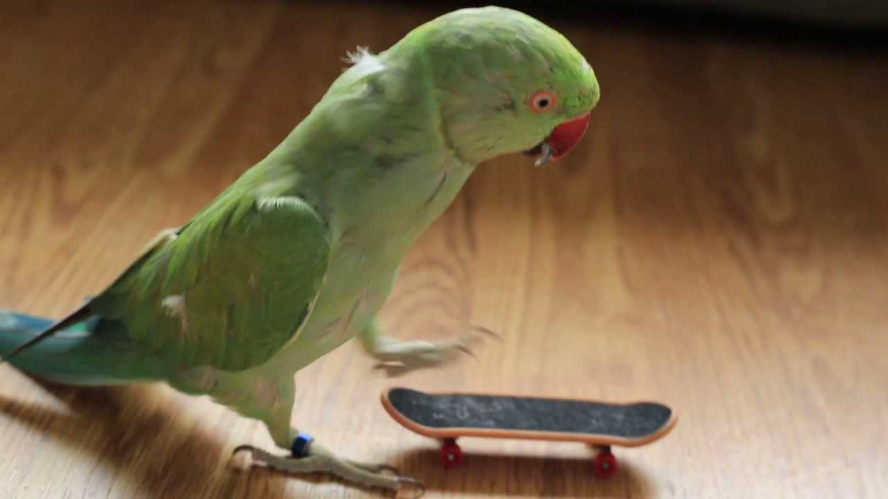 Tommy *The ringneck parakeet* Hilfiger gets a new toy