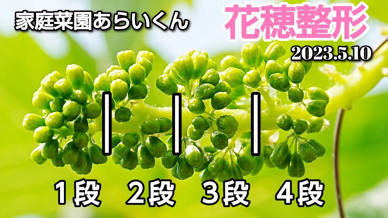 【シャインマスカット】第１１７回、ジベレリン処理前の最終確認【花穂整形】