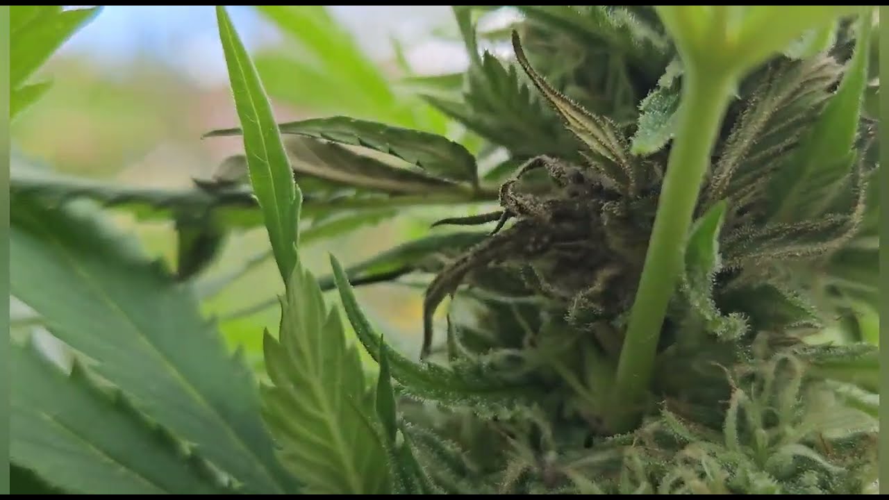 Noternte wegen Schimmel? Special Kush Update