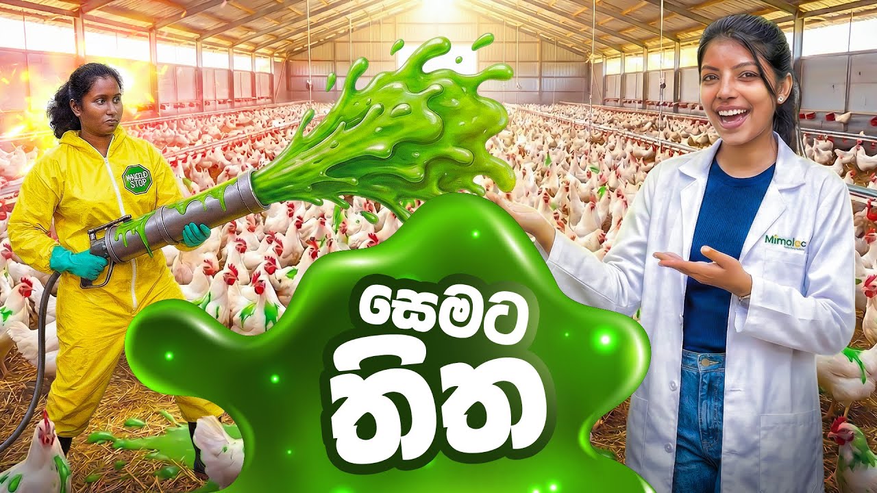 ඔයාගේ සත්තුන්ටත් සෙම නම් මේ වීඩියෝ එක අනිවාර්යෙන් බලන්න | Milmolac | Farm Innovation Solutions