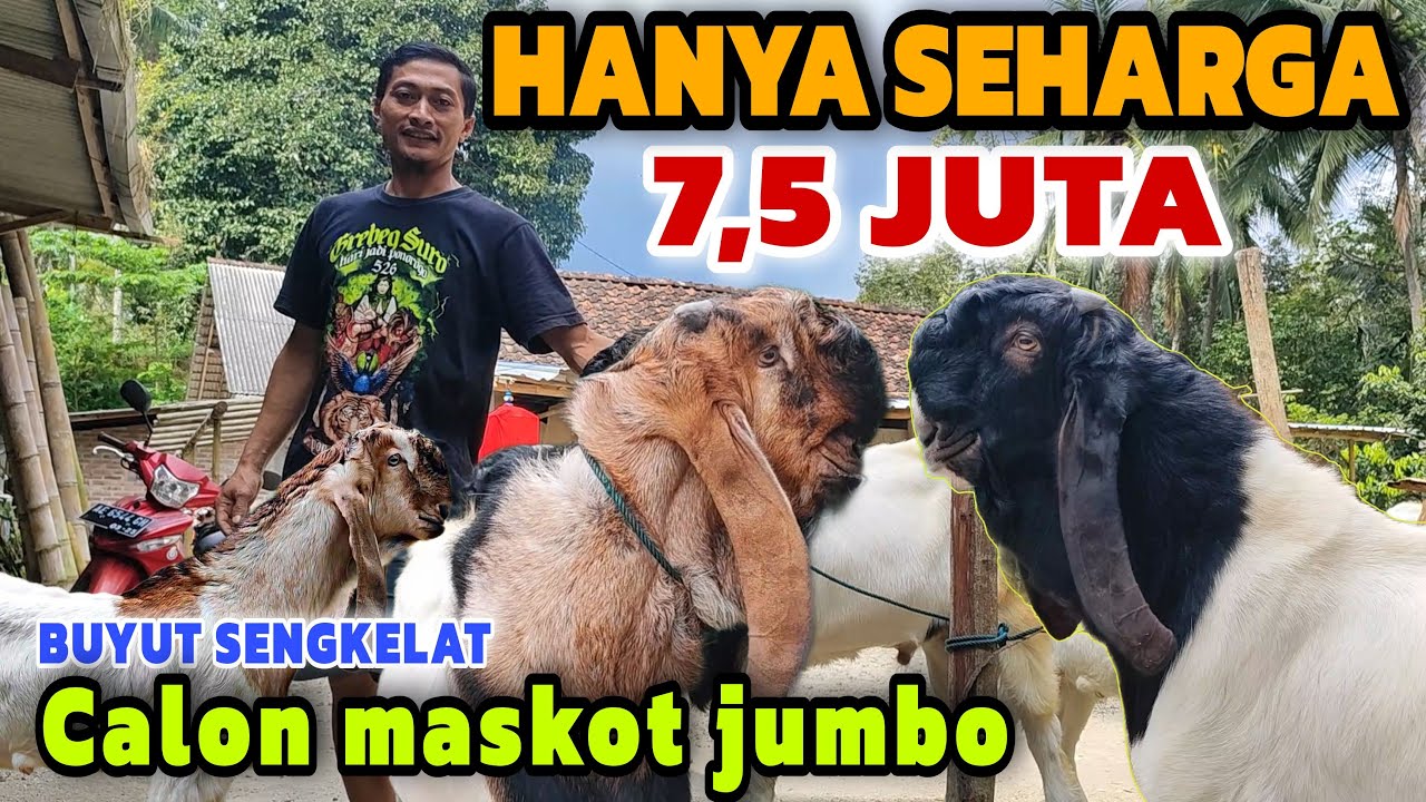 JANTAN LAGI‼️READY CALON KAMBING JUMBO..