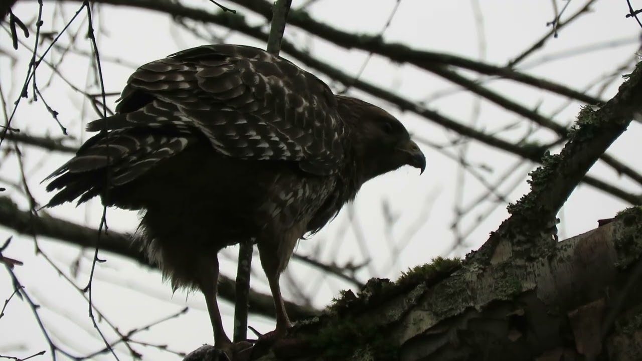 03/04/26 Red-Shouldered Hawk (Very Close) Kent Wa 7895-169
