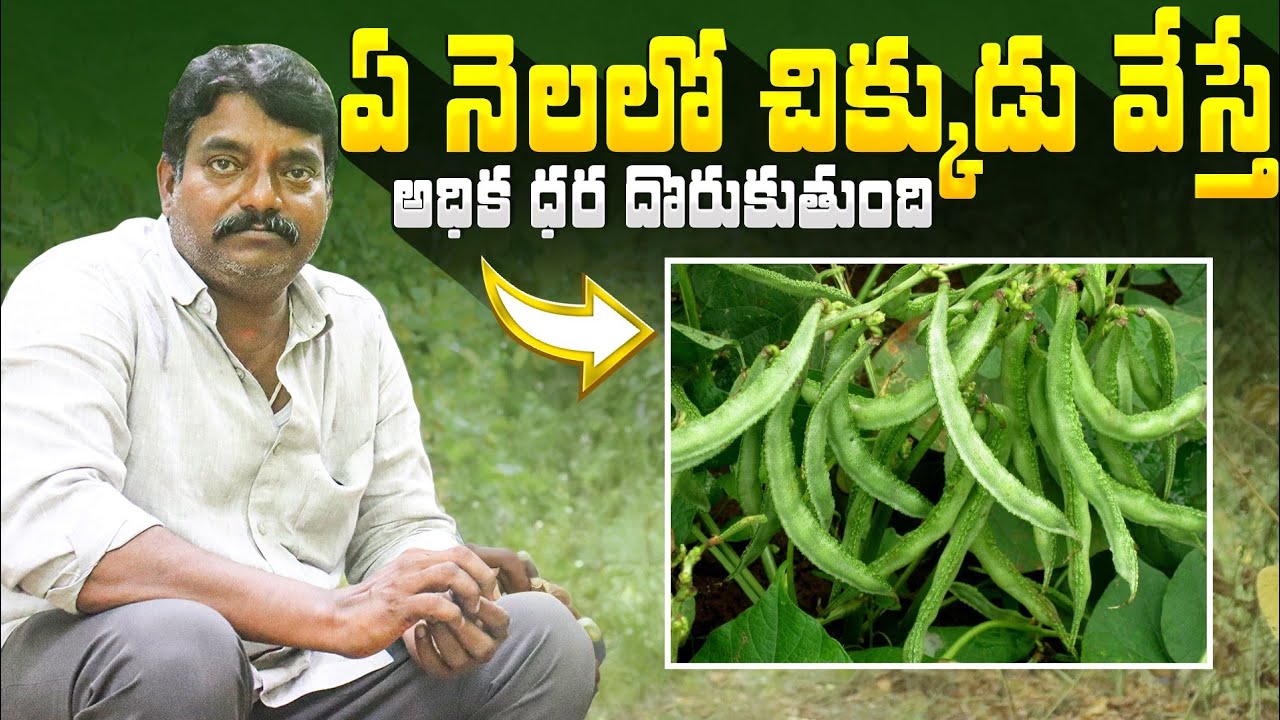 Chikkudu Cultivation In Telugu || chikkudu Sagu Telugu || చిక్కుడు సాగు విధానం.