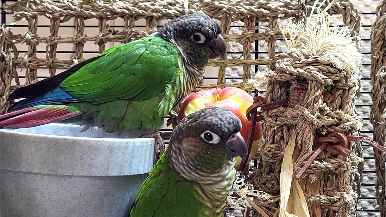 7 hours of conure parakeet singing and calling sounds