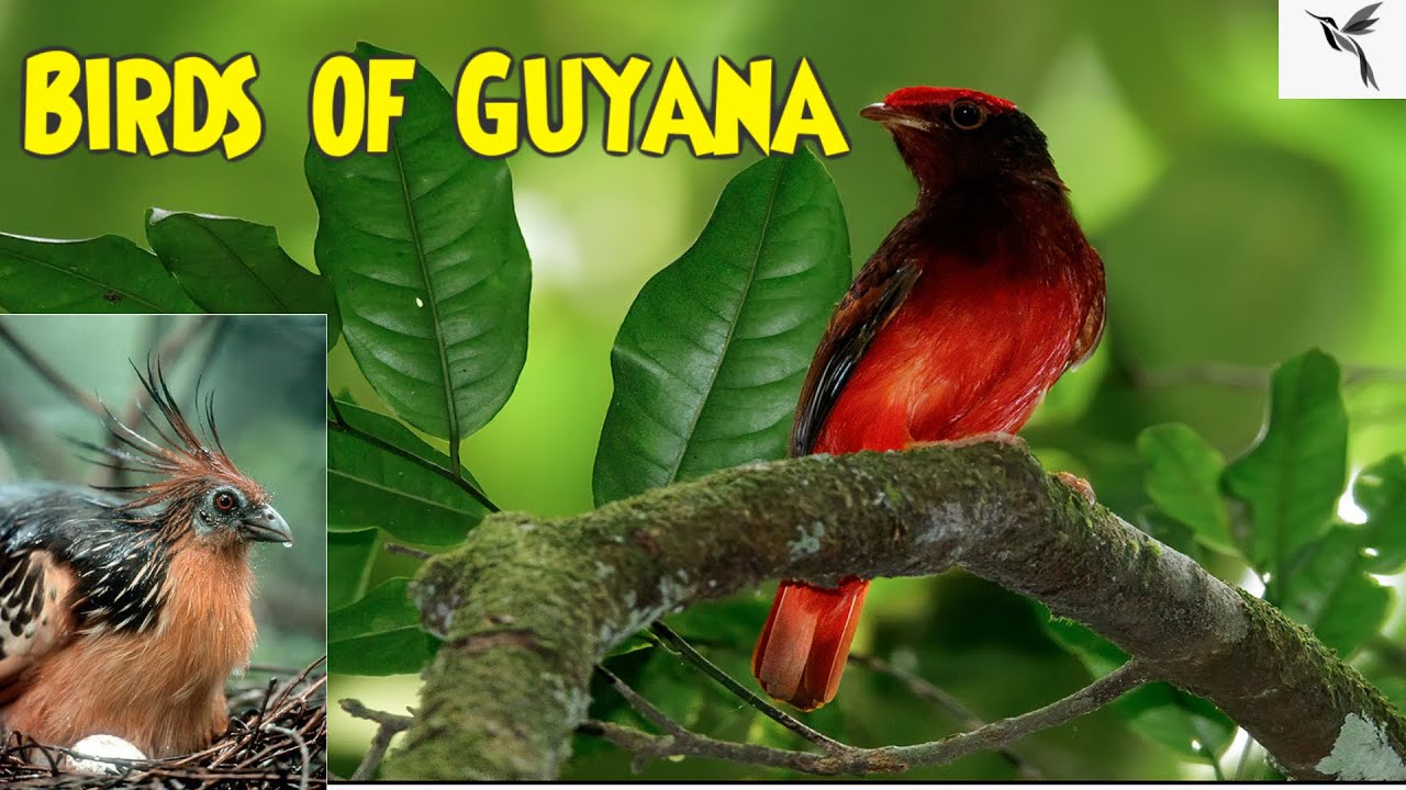 Birds of Guyana