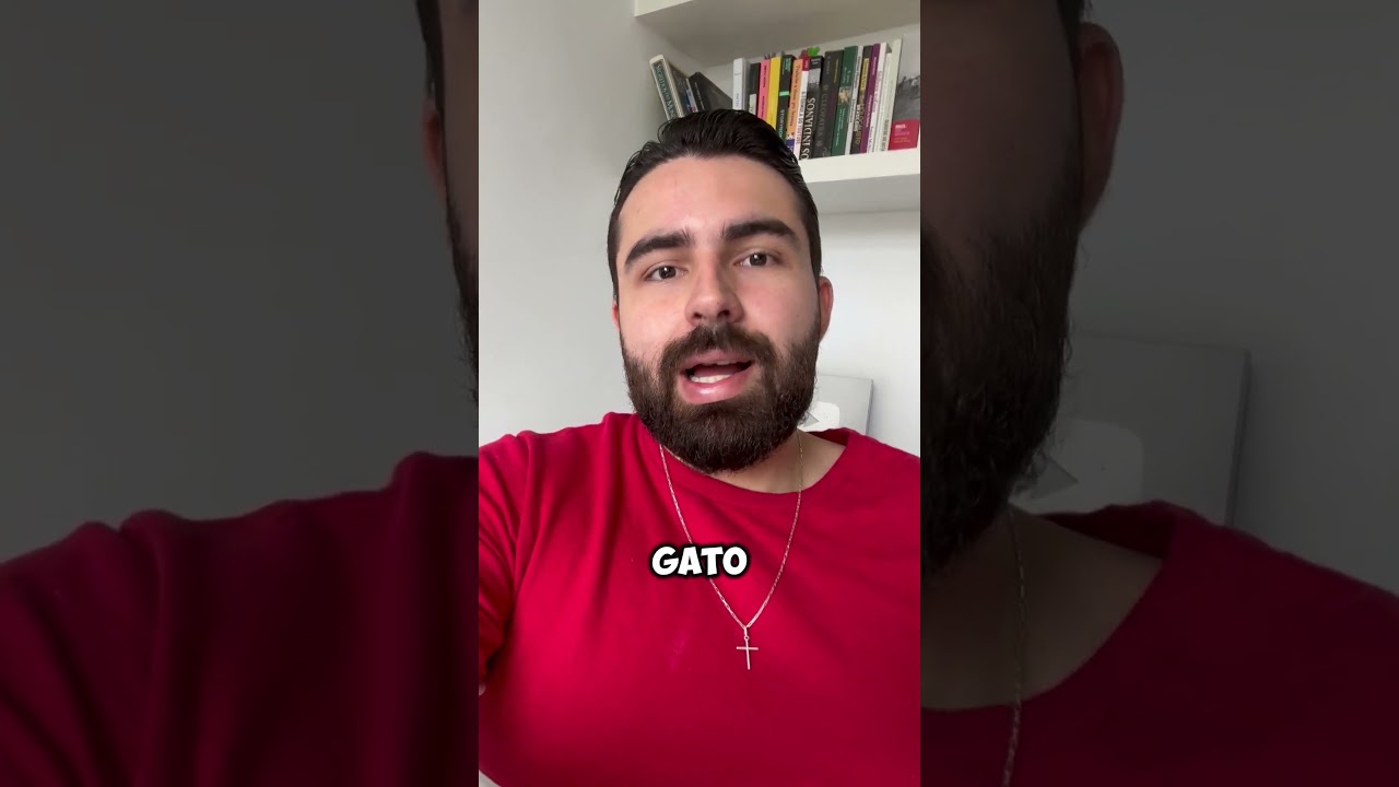 Como acalmar um gato estressado?