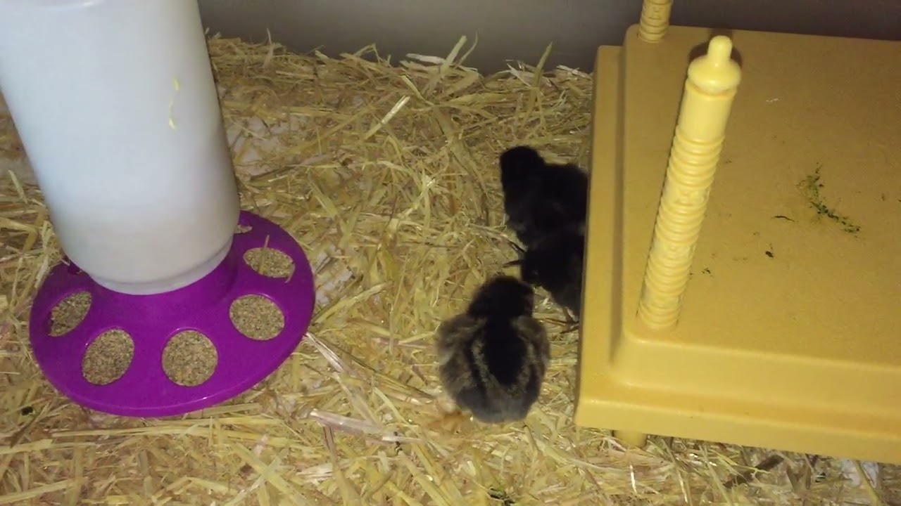 New birds
