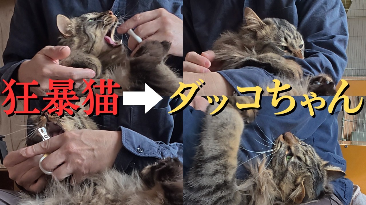 【凶暴猫VS爪を切りたい飼い主】甘えていた猫の爪を切ろうとしたら狂暴化しました