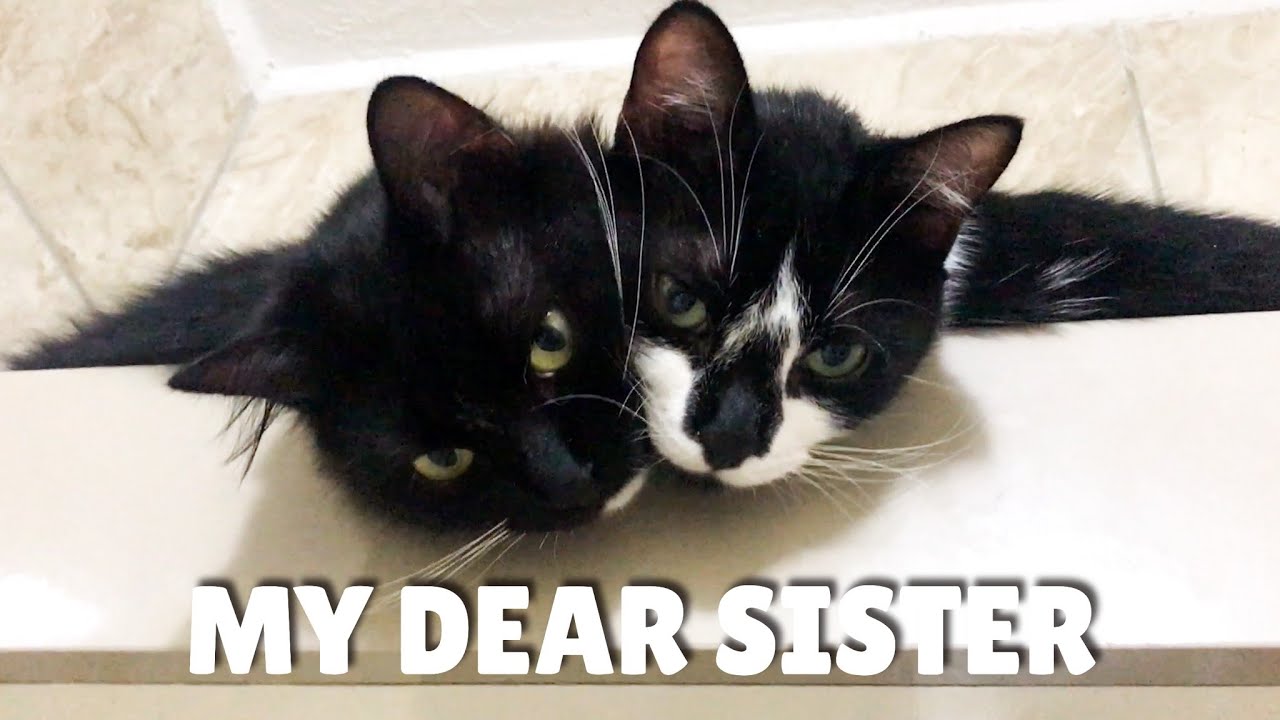 Sibling cats' heartwarming sleeping style | Uni and Nami