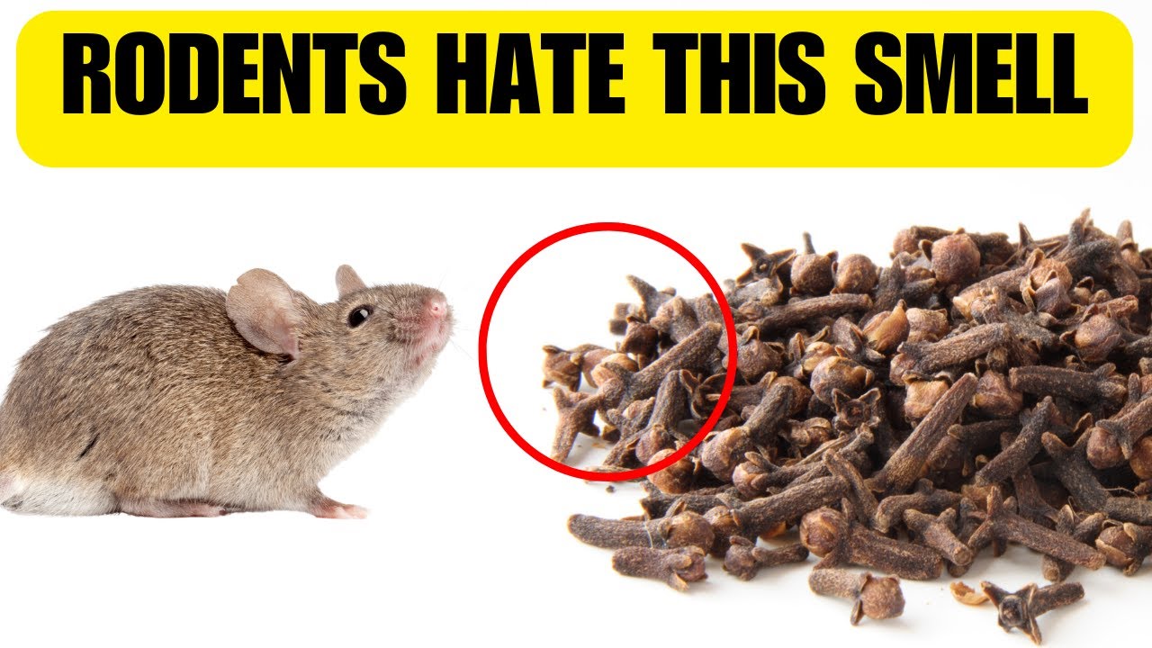 Smells That Keep Mice And Rats Out FOREVER!  Common Kitchen Items