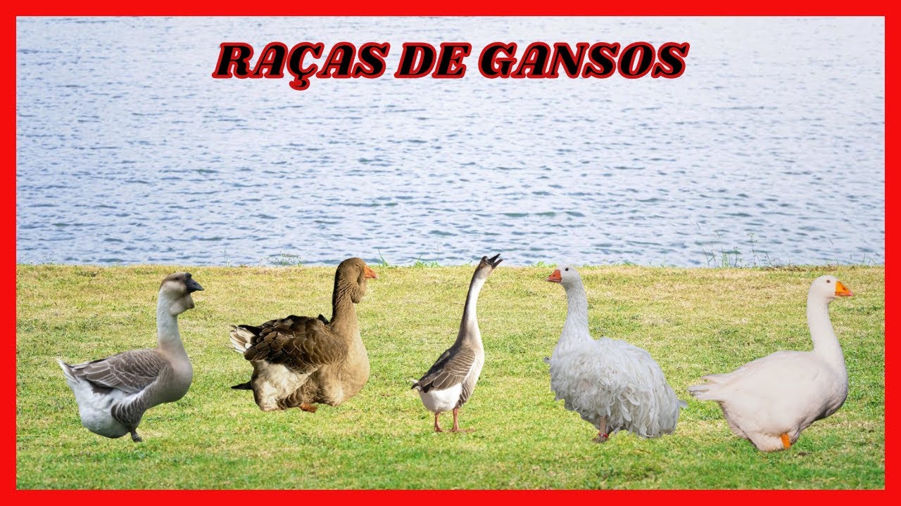 Raças de Gansos Incríveis: Descubra as Mais Fascinantes! #gansos #avesornamentais #aves