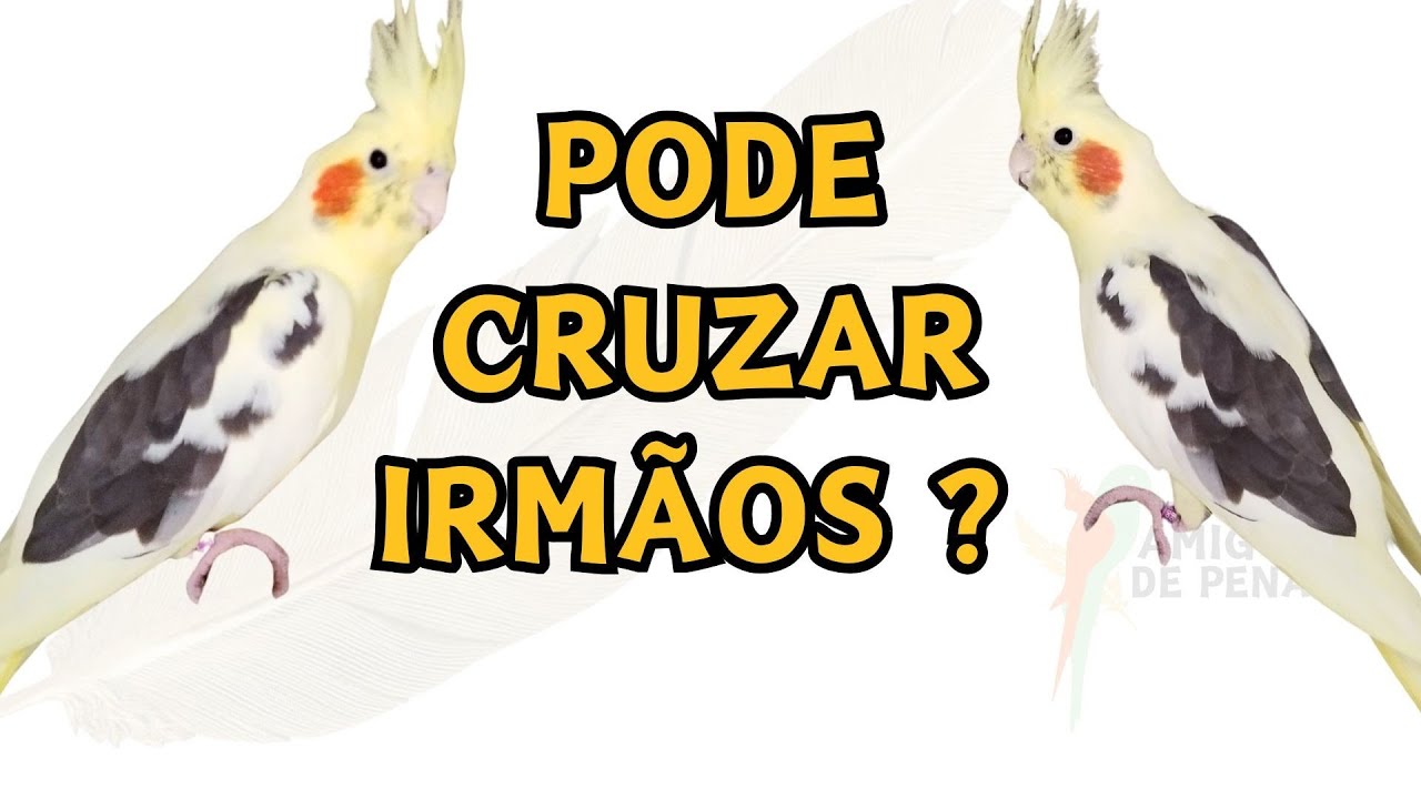 TUDO SOBRE O CRUZAMENTO ENTRE PARENTES #cosanguinidade #endogamia #calopsitas 
