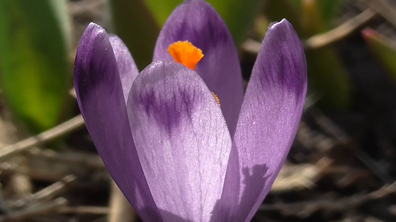 Het Trouwe Woord