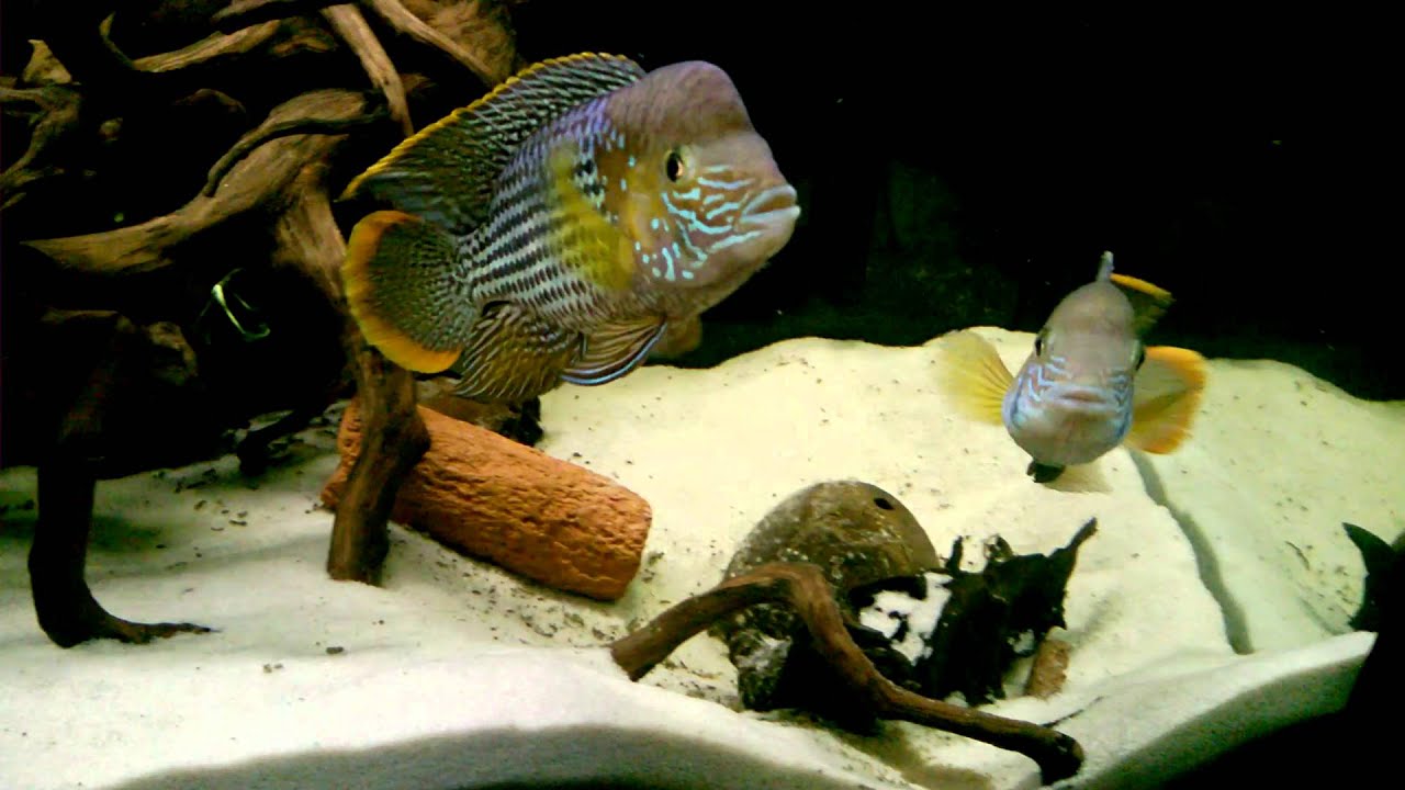 aqua - akara pomarańczowopłetwa - ikra WP 20160104 17 17 21 Pro