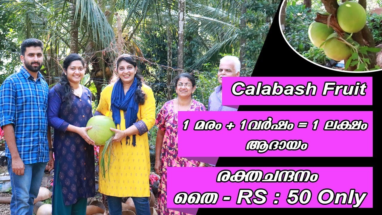 BEER ,BRANDY ,WINE ഇത് എല്ലാം ഉണ്ടാക്കുന്ന ചെടി#calabash fruit/Rincy'skitchen&vlog