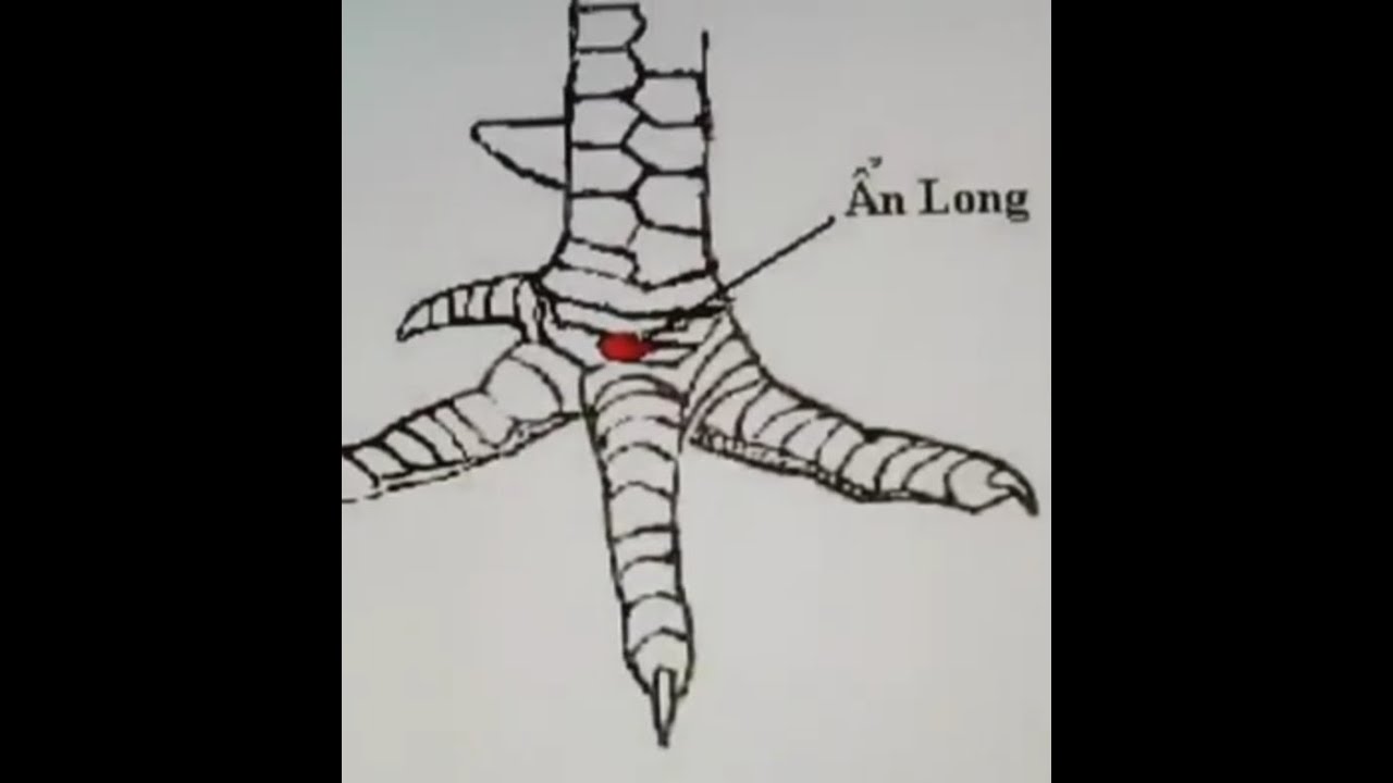 belajar sisik 4yam aduan bang Antoni pjf