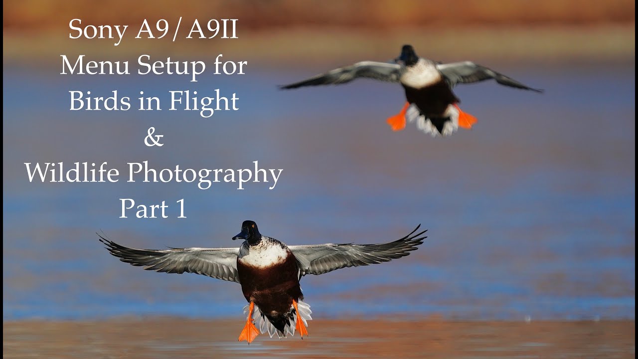 Sony A9/A9II Menu Setup for Birds in Flight & Wildlife Photography - Part 1 of 5