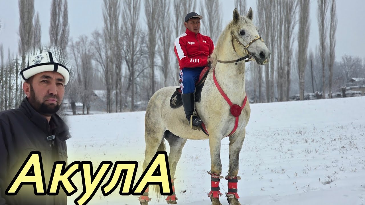 Акула АТКА ЖООП БУРКАН АКЕДЕН