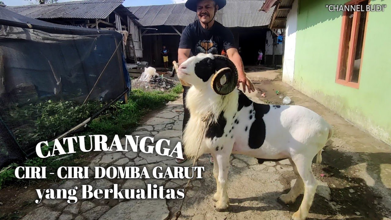 CATURANGGA atau Ciri - Ciri DOMBA GARUT yang Berkualitas