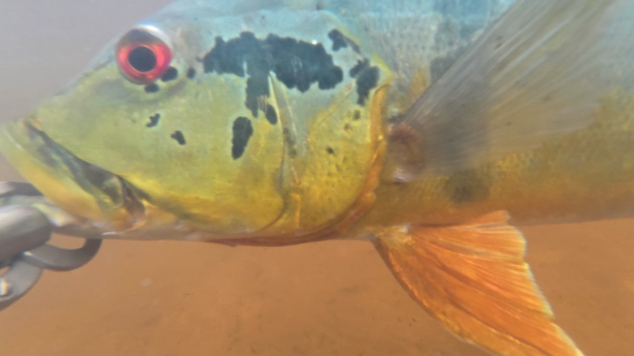 Fly Fishing the Amazon: Peacock Bass on the Xeriuni River