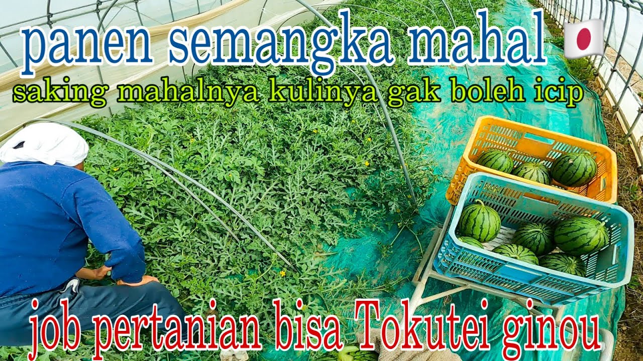 Panen Semangka Perdana Termahal di Jepang,Saking Mahalnya Kita Gak Boleh Icip,#agriculture #japan