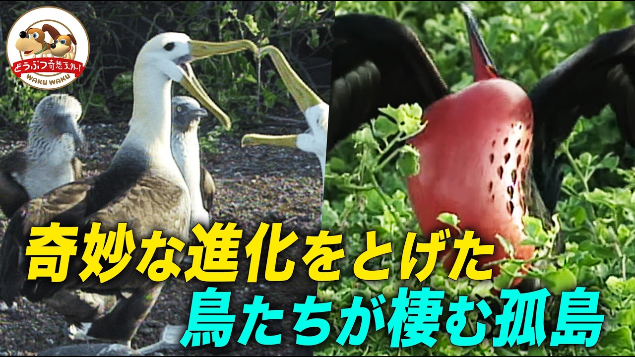 【完全版】進化の実験室・ガラパゴス諸島の孤島に集う珍鳥たち！人間を怖がらずカメラマンを襲撃!?独特すぎる求愛行動や命を脅かす緊急事態まで【どうぶつ奇想天外／WAKUWAKU】