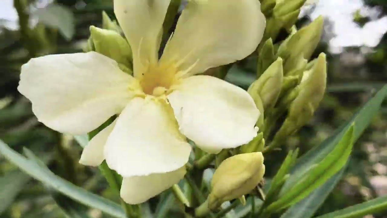 Padmadevis garden beautiful flowers Lily kaner muchinda 