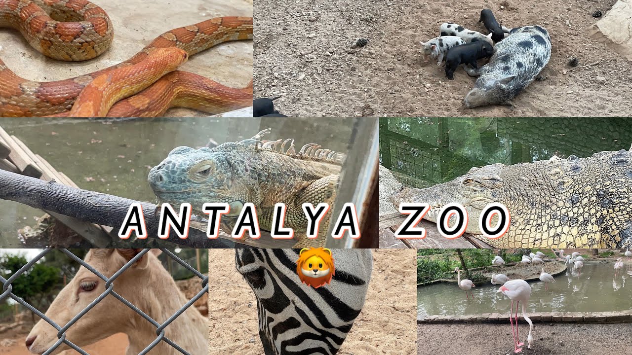 ANTALYA | HAYVANAT BAHÇESİ 🦁🦓