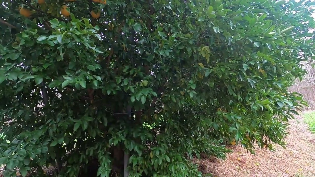 Cold Hardy Citrus Growing Citrus in Cold Climate