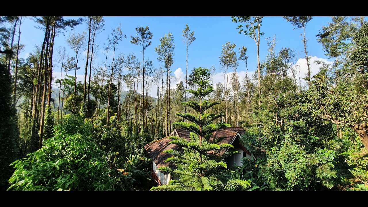 Beautiful Coffee Homestay in Chikmagalur | Road trip from Bangalore | 4K Video