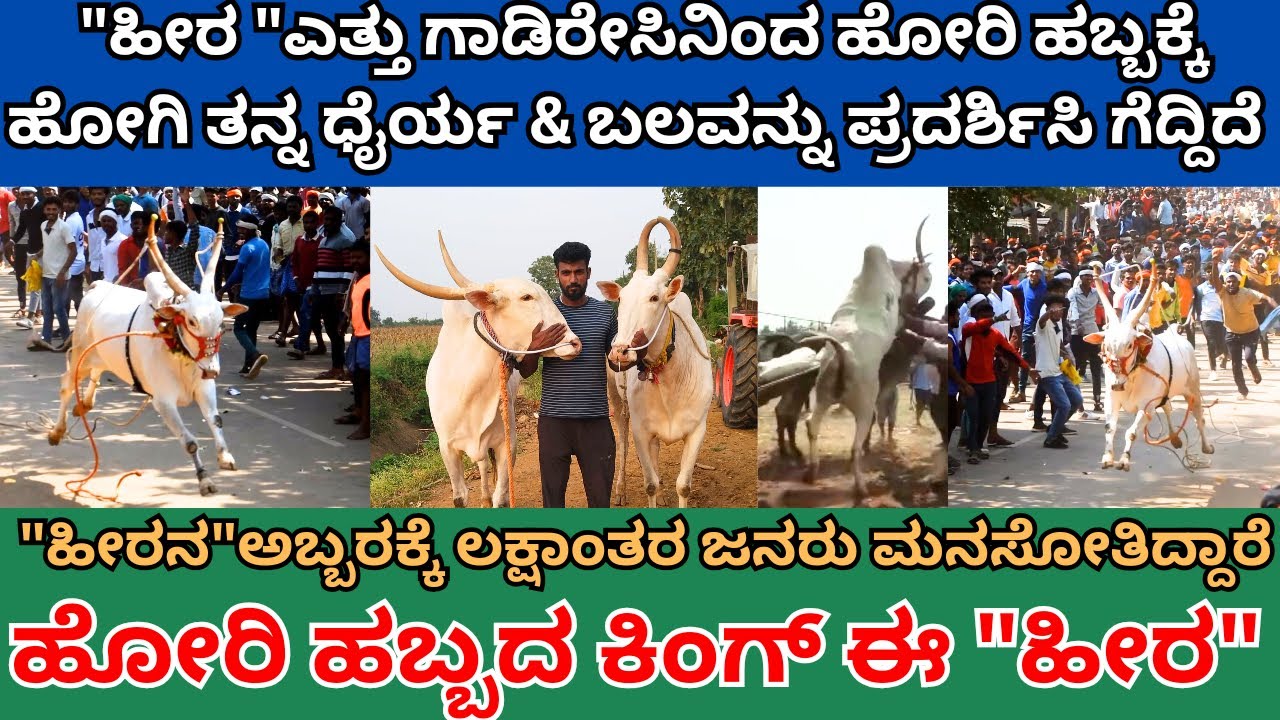 ಹೀರ ಎತ್ತು ಗಾಡಿರೇಸಿನಿಂದ ಹೋರಿ ಹಬ್ಬಕ್ಕೆ ಹೋಗಿ ತನ್ನ ಧೈರ್ಯ & ಬಲವನ್ನು ಪ್ರದರ್ಶಿಸಿ ಗೆದ್ದಿದೆ ಹೀರನ ಅಬ್ಬರ