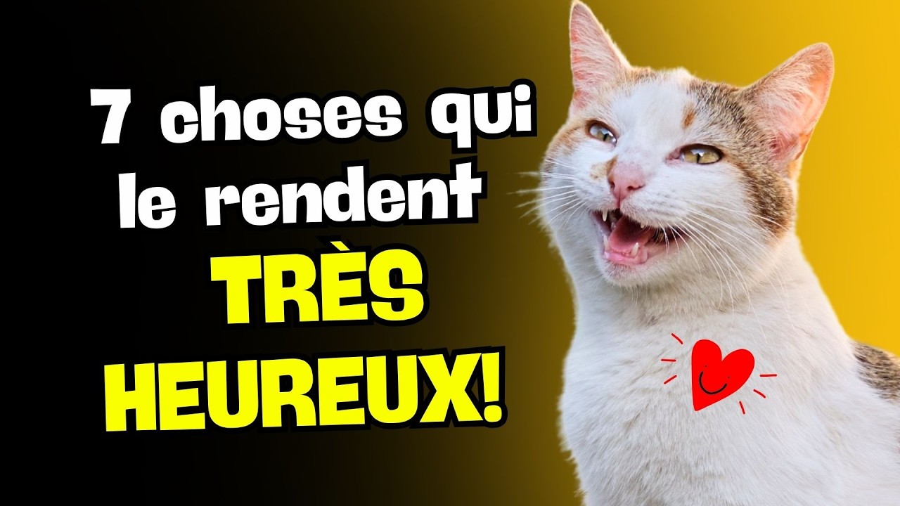 7 choses qui rendent votre chat TRÈS HEUREUX