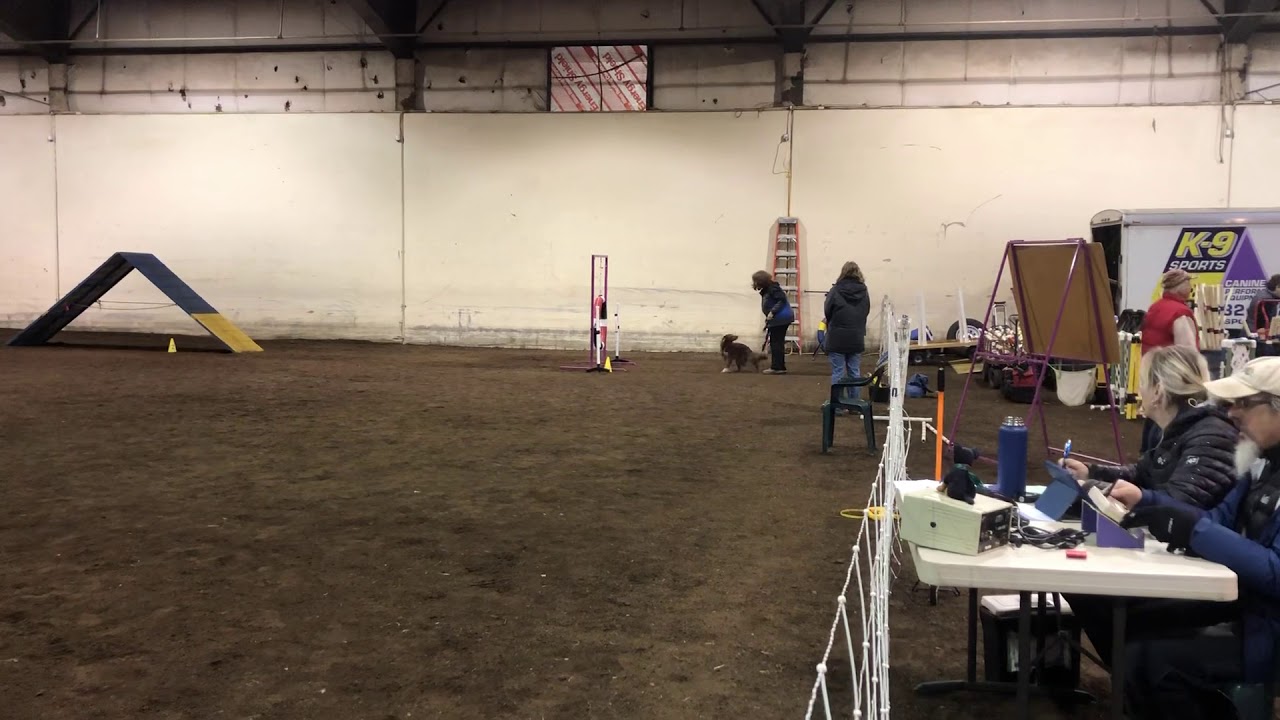 Jayla 11-23-18 AKC NOVICE STD Eugene Paula Ratoza NQ