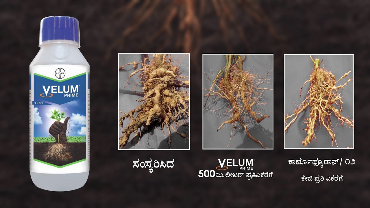 Bayer's SECRET to a Nematode-Free Harvest? (Kannada) | Velum Prime